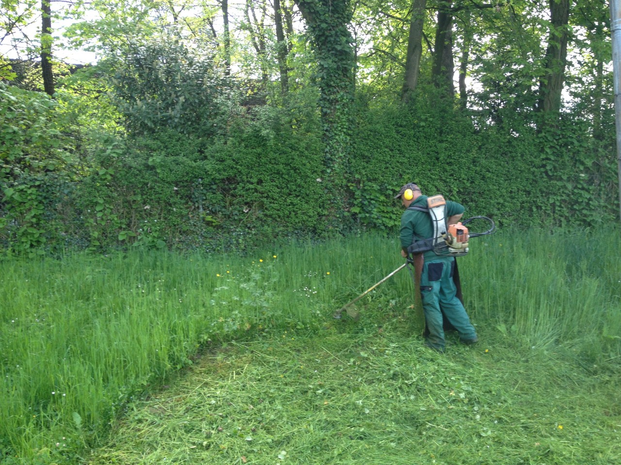 Débroussaillage de hautes herbes