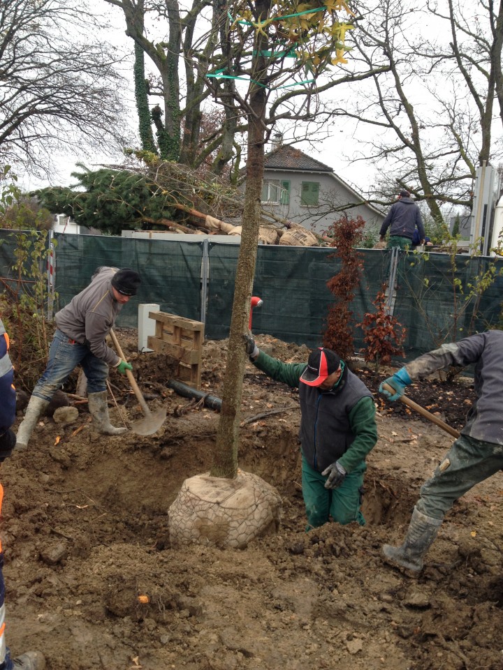 Plantation de grands arbres